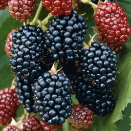 Blackberry, Thornless
